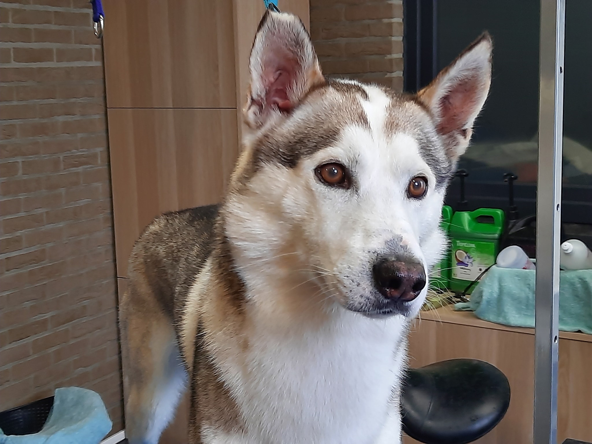 Husky